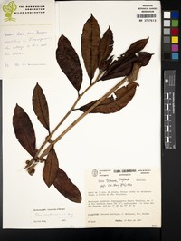 Ficus francoae