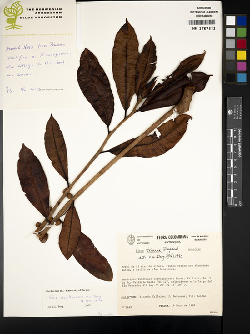 Ficus francoae