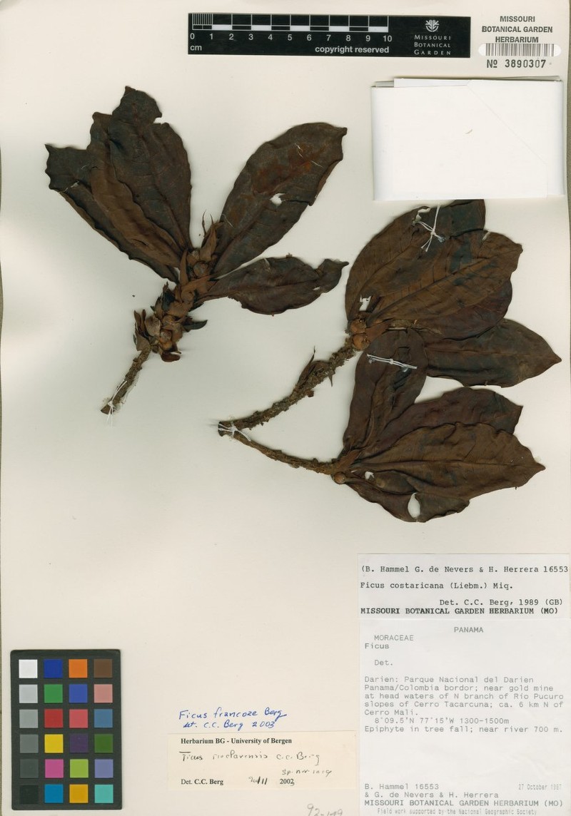 Ficus francoae photo 2