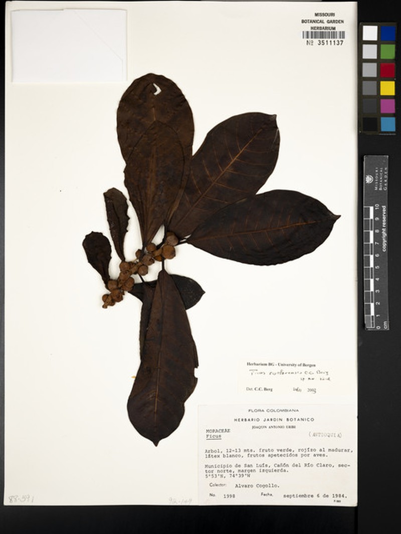 Ficus francoae photo 3