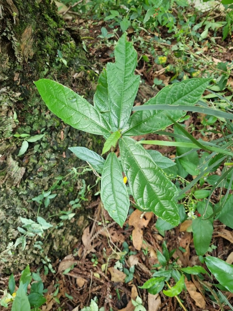 Ficus fraseri photo 2