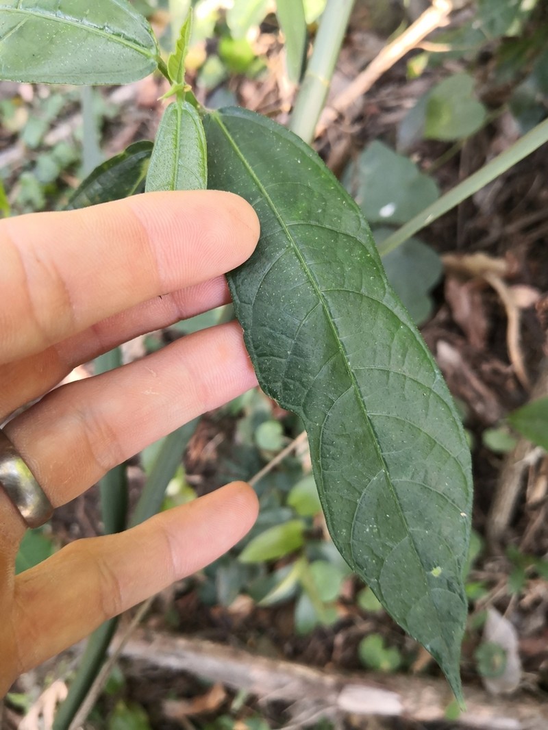 Ficus fraseri photo 3