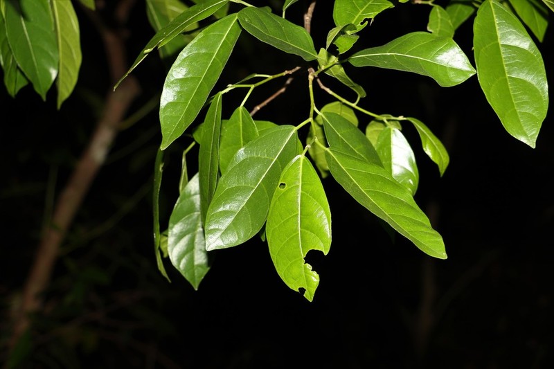 Ficus fraseri photo 4