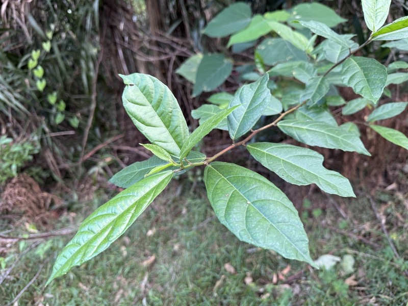 Ficus fraseri photo 5