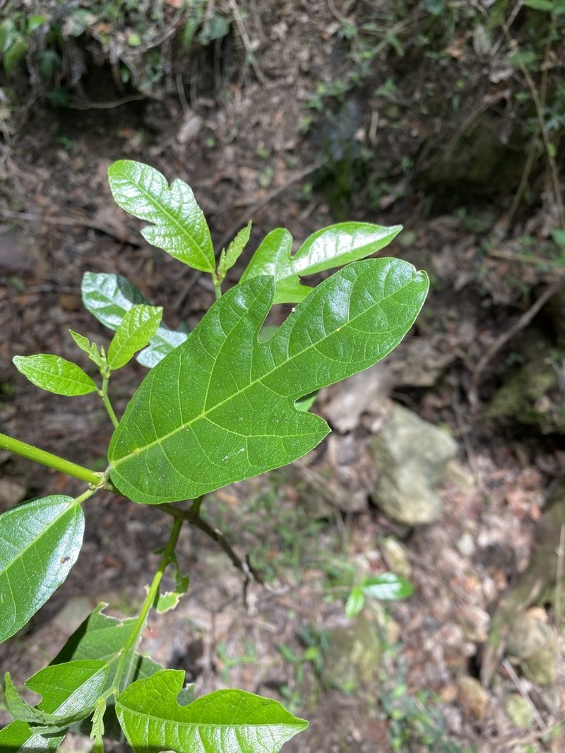 Ficus fraseri photo 6