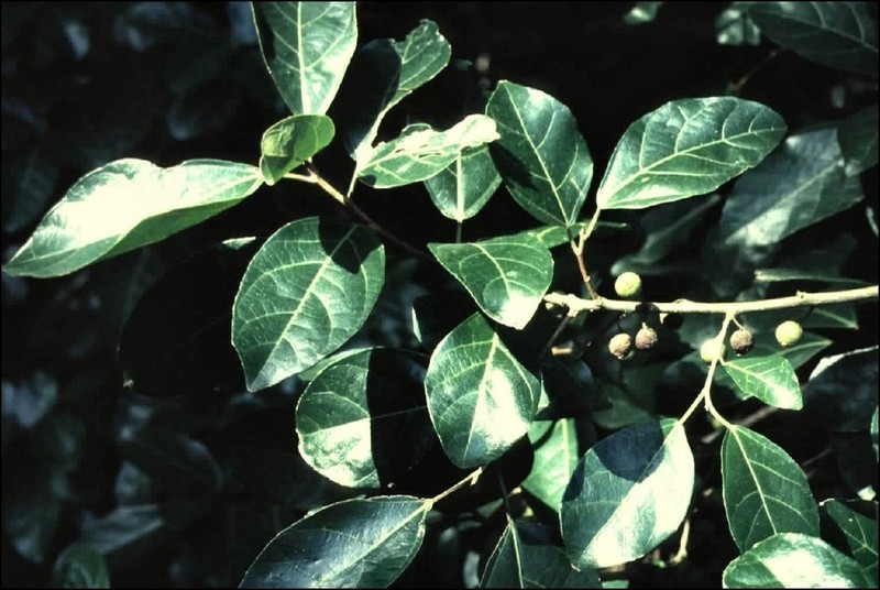 Ficus fraseri photo 7