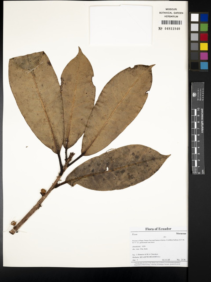 Ficus fresnoensis