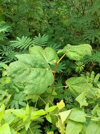 Ficus fulva