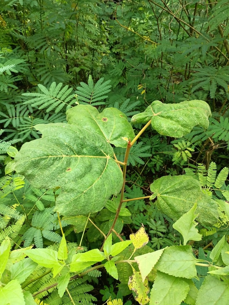 Ficus fulva