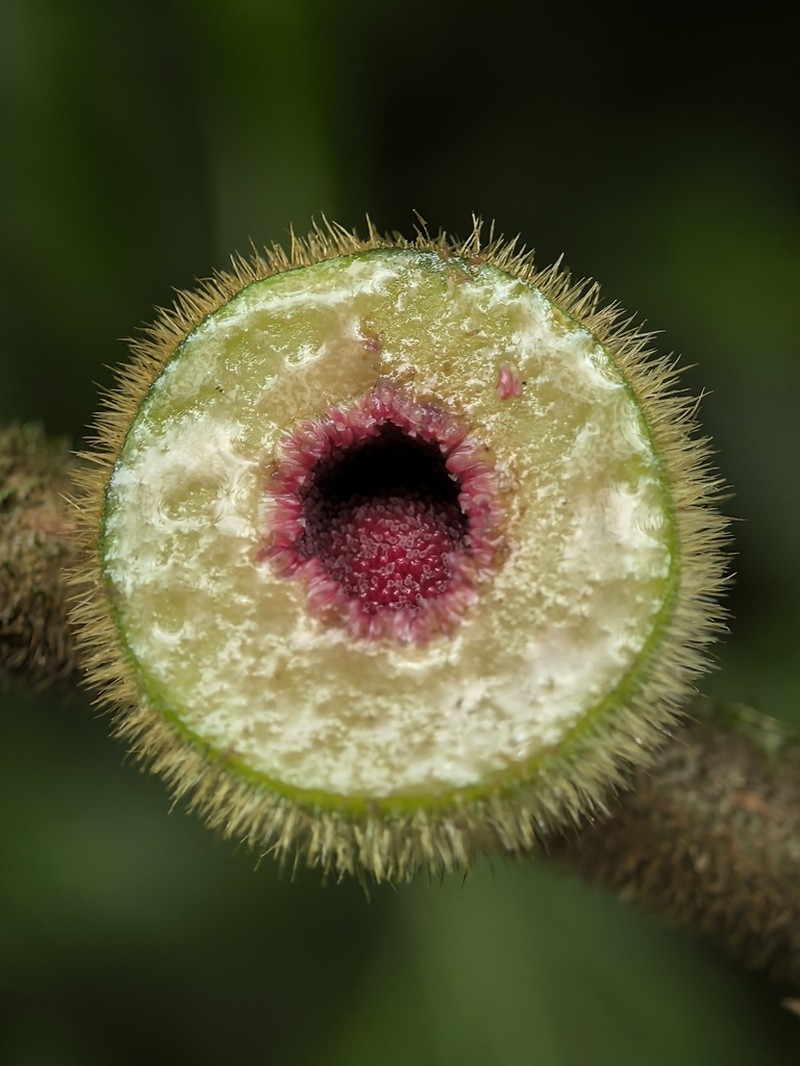 Ficus fulva photo 2