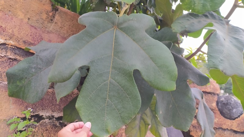 Ficus fulva photo 3