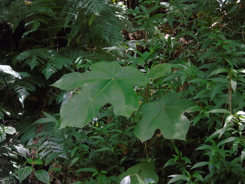 Ficus fulva photo 4