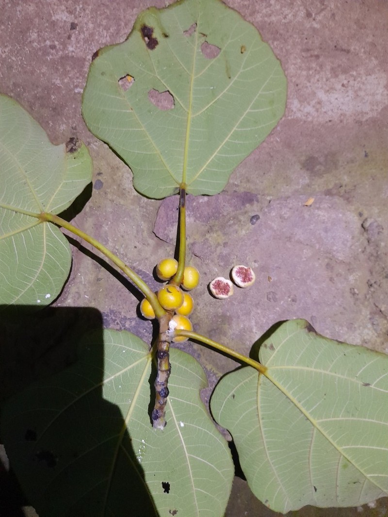 Ficus fulva photo 5
