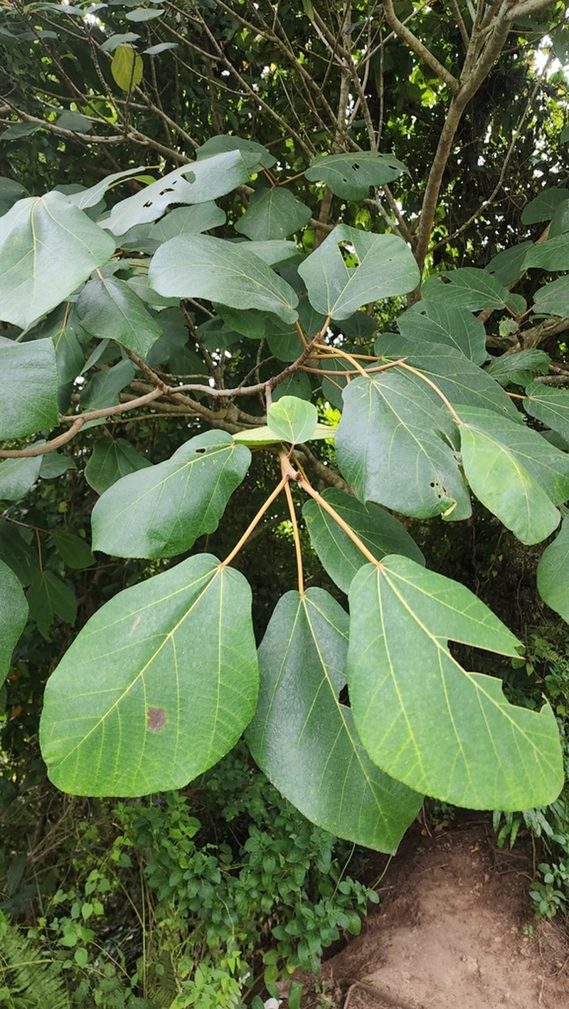 Ficus fulva photo 6