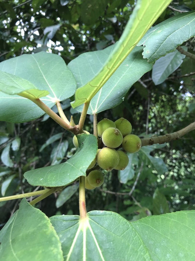 Ficus fulva photo 7