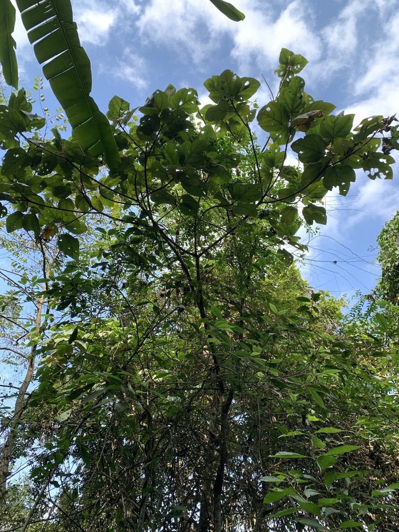 Ficus fulva photo 8