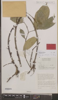 Ficus funiculicaulis