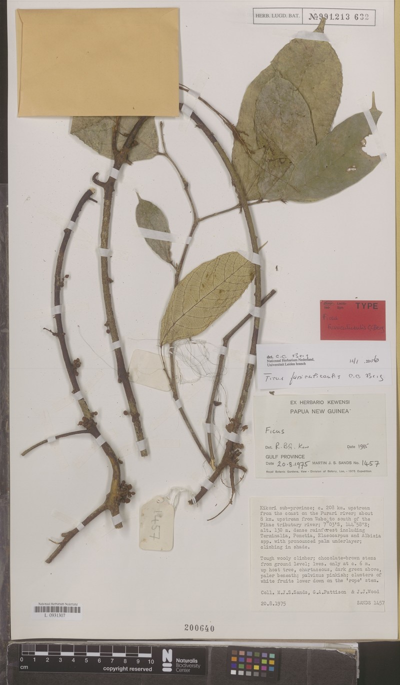 Ficus funiculicaulis
