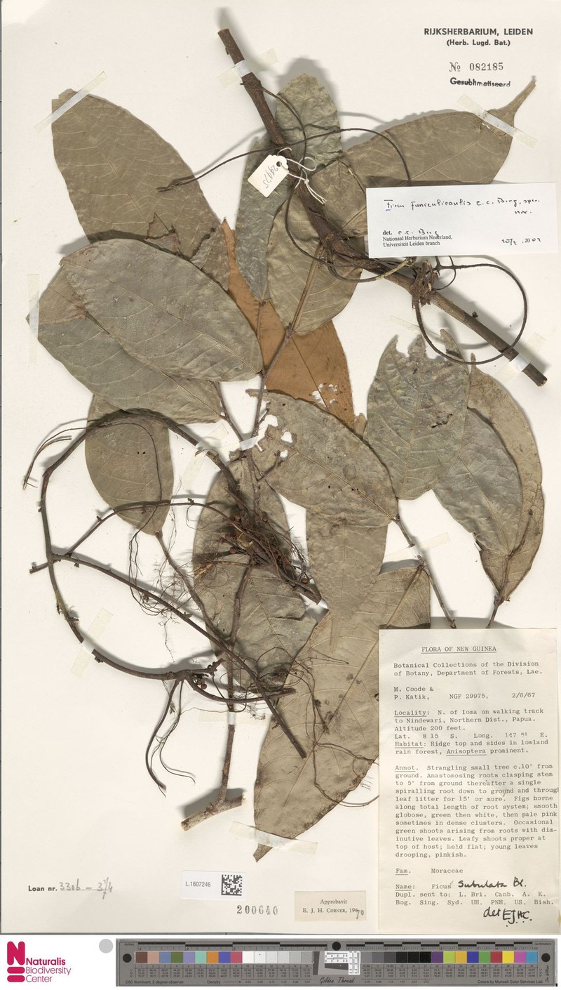 Ficus funiculicaulis photo 2