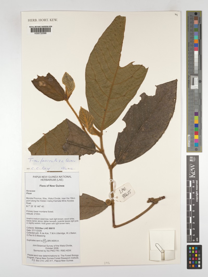 Ficus funiculosa