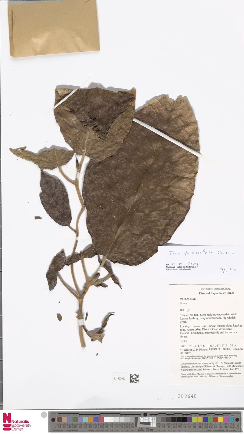 Ficus funiculosa photo 2