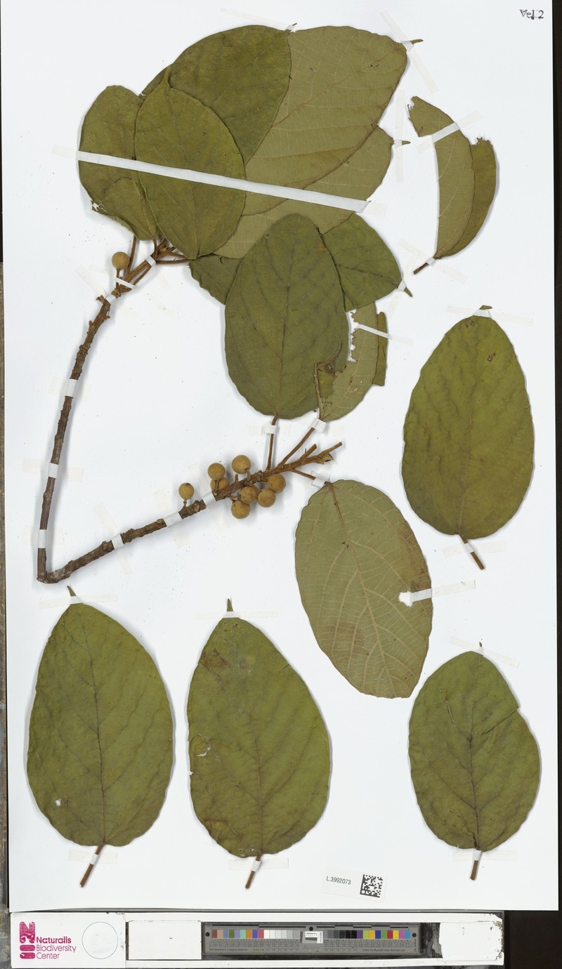 Ficus funiculosa photo 3