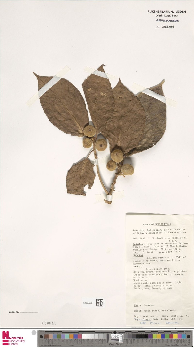 Ficus funiculosa photo 5