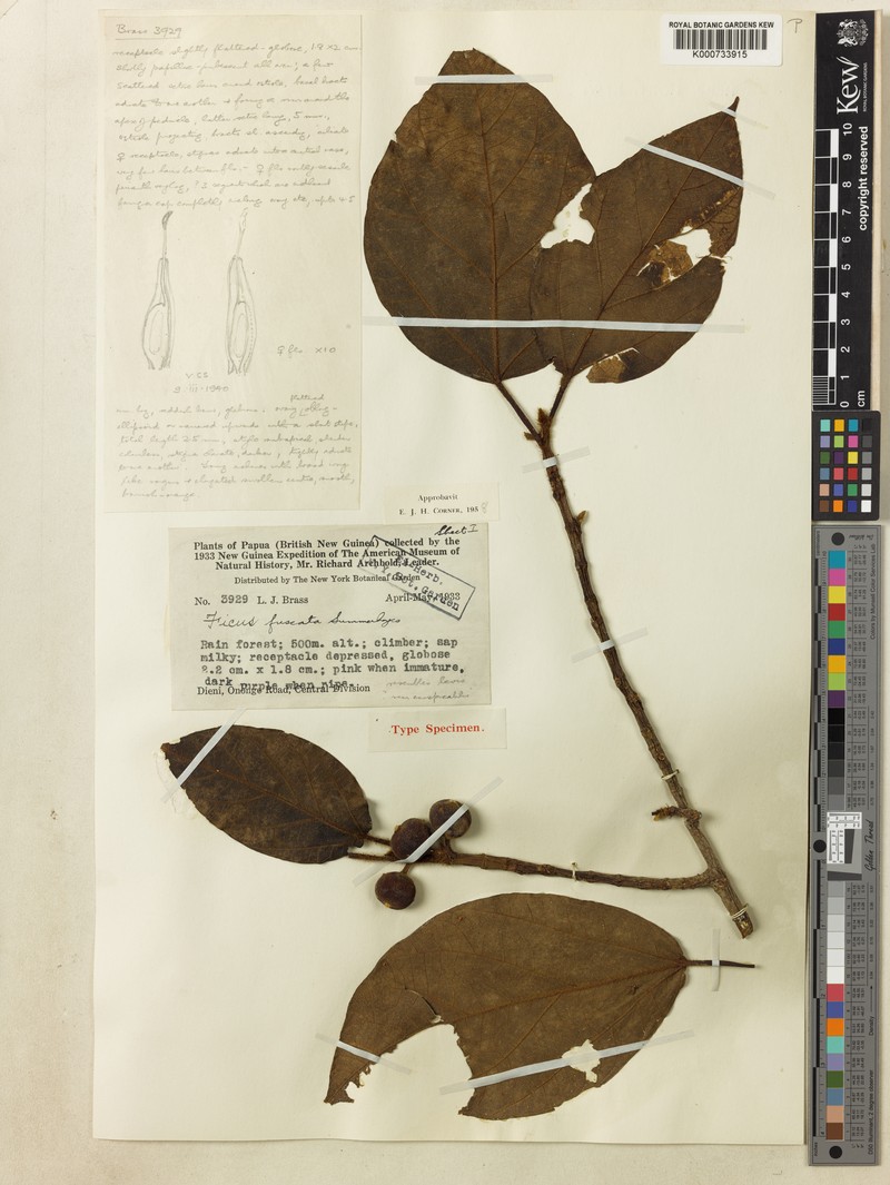 Ficus fuscata
