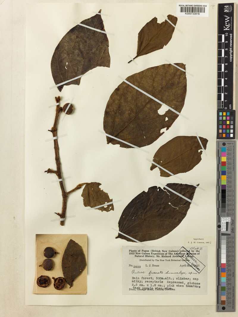 Ficus fuscata photo 2