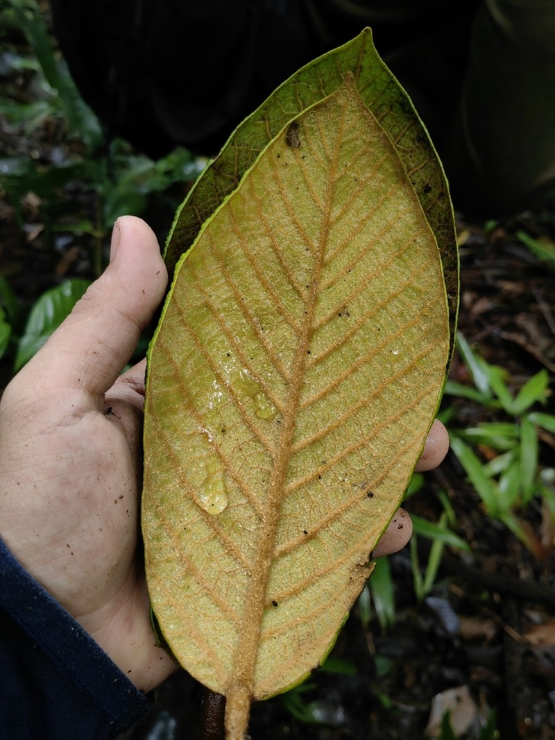 Ficus garcia-barrigae