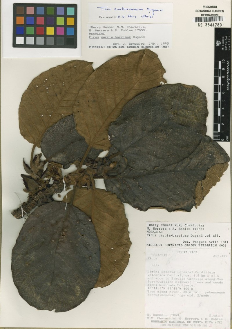 Ficus garcia-barrigae photo 2