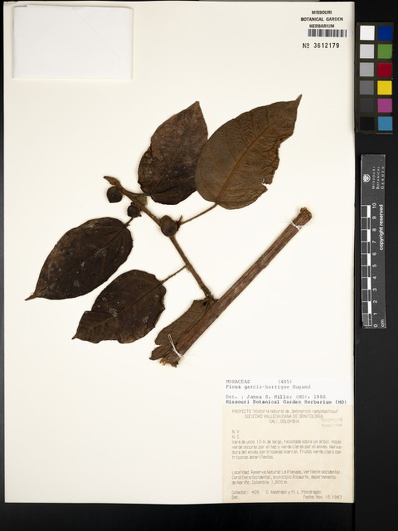 Ficus garcia-barrigae photo 6
