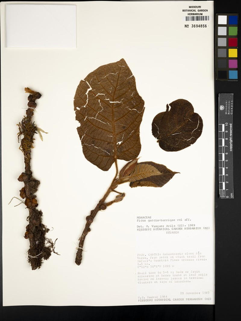 Ficus garcia-barrigae photo 7