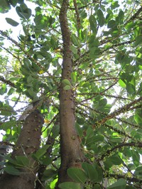 Ficus geniculata