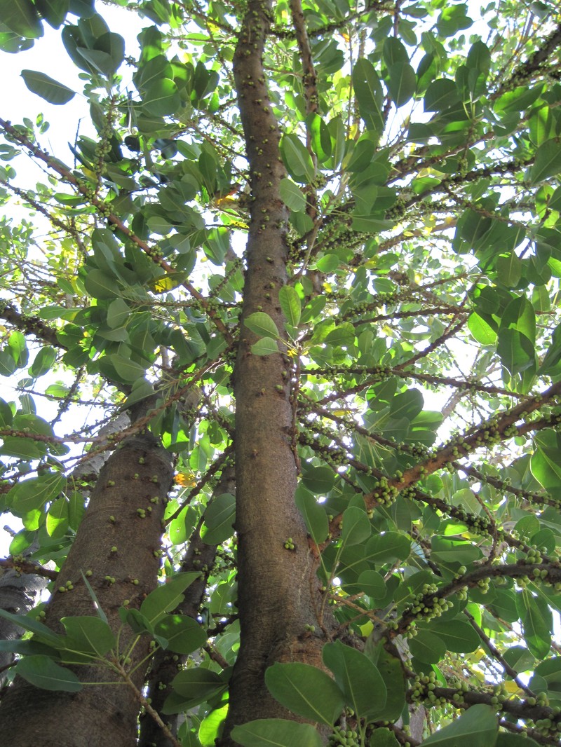 Ficus geniculata