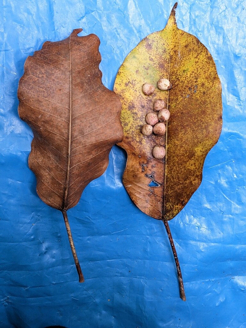 Ficus geniculata photo 2