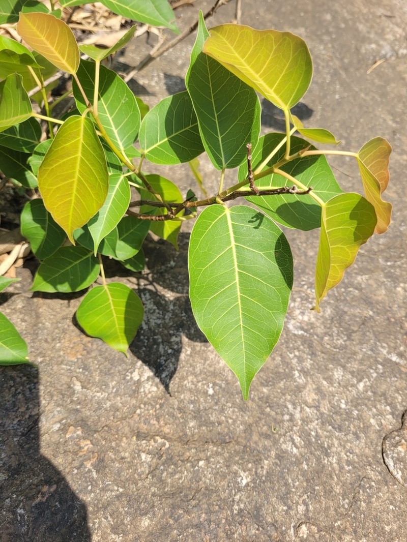 Ficus geniculata photo 3