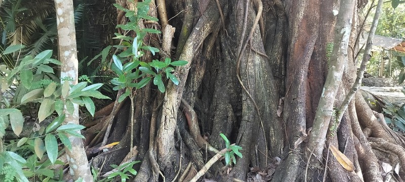 Ficus geniculata photo 5