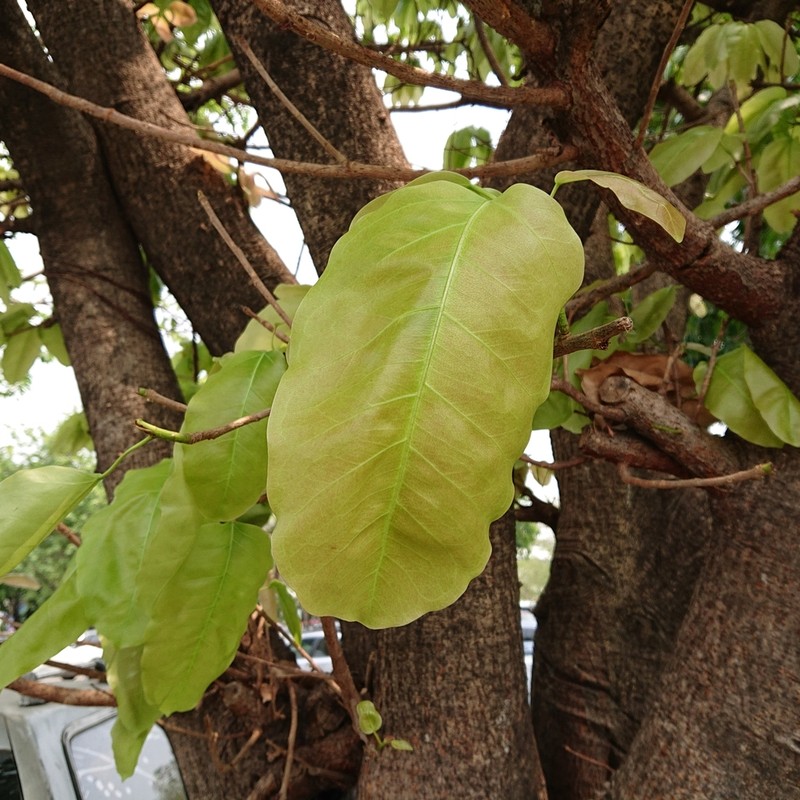 Ficus geniculata photo 6