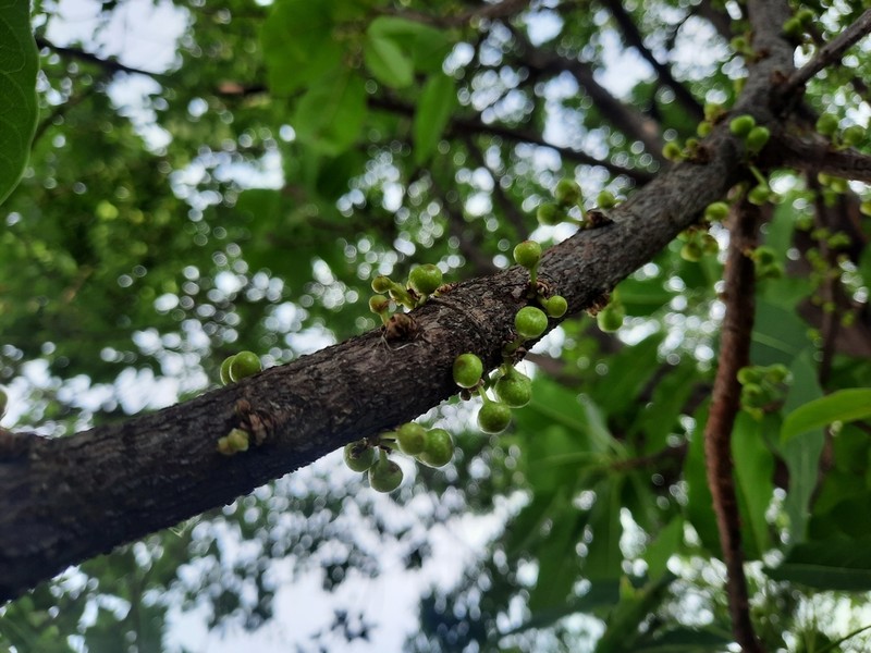 Ficus geniculata photo 7