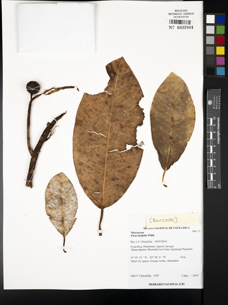 Ficus geniculata var. insignis
