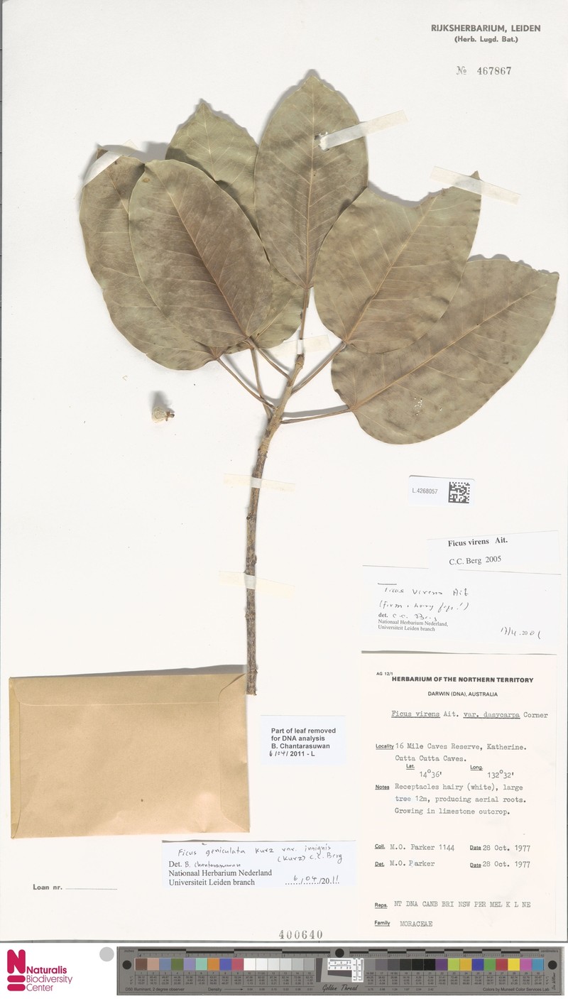 Ficus geniculata var. insignis photo 2