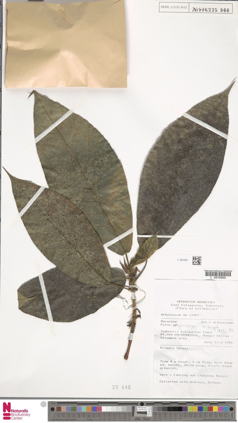 Ficus geocarpa photo 2