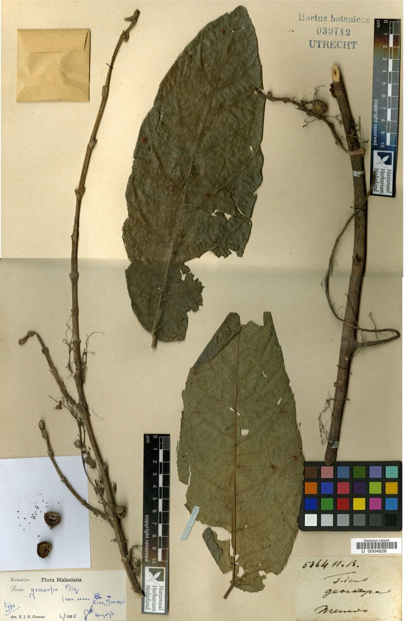 Ficus geocarpa photo 4