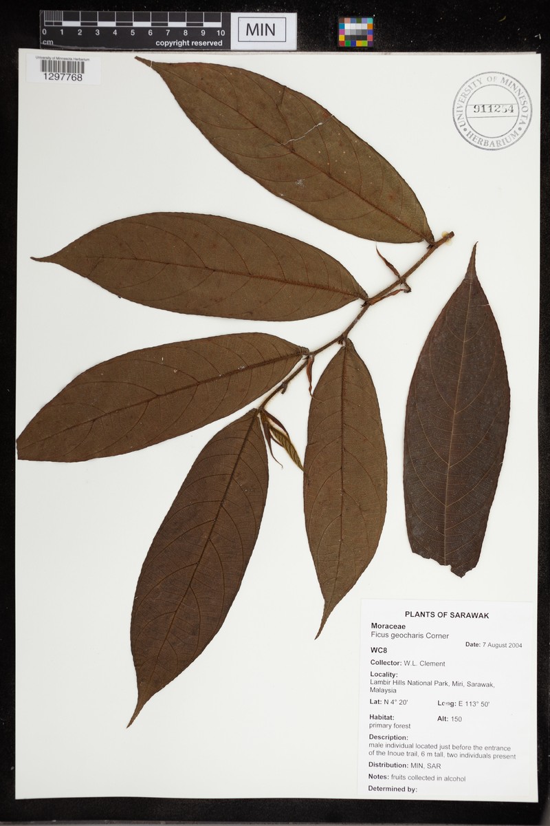 Ficus geocharis