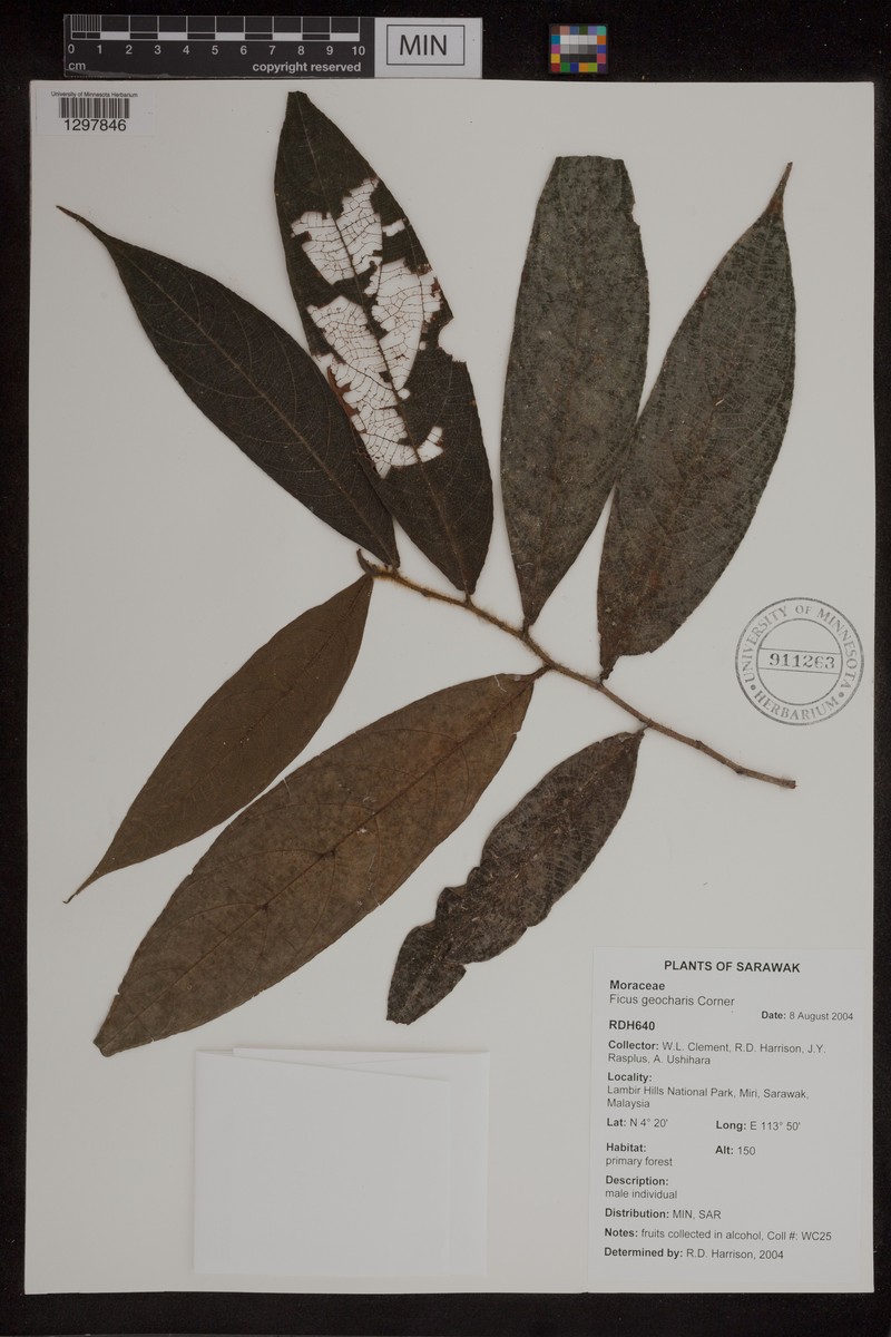 Ficus geocharis photo 2