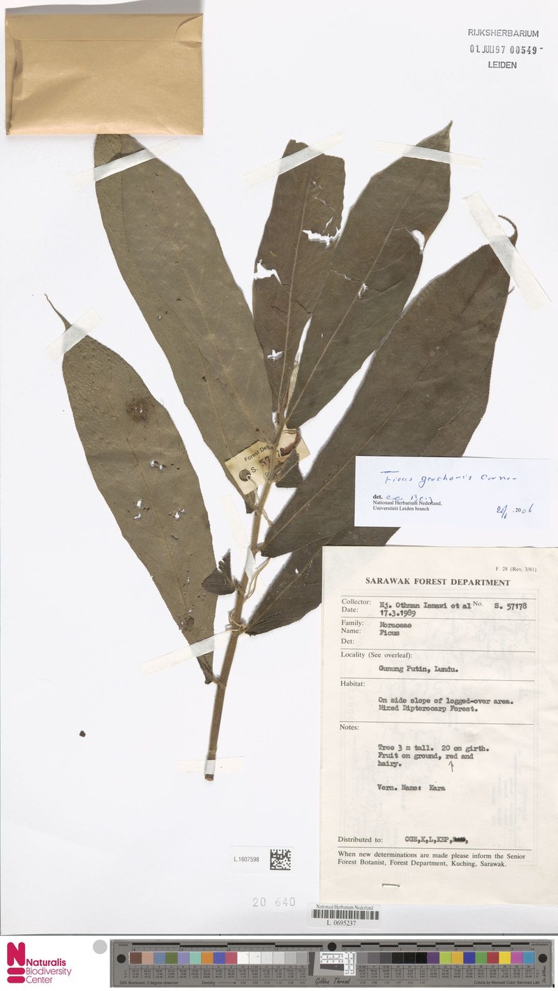 Ficus geocharis photo 3