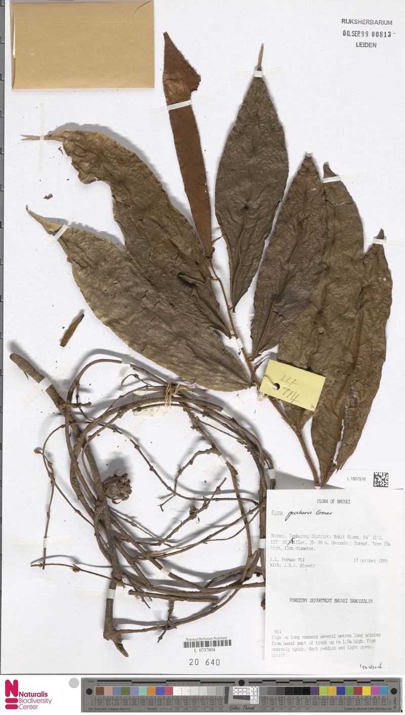 Ficus geocharis photo 4