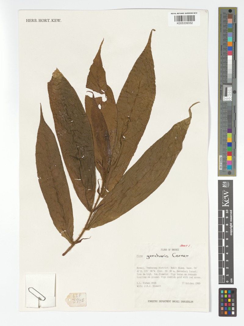 Ficus geocharis photo 7