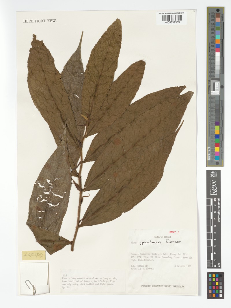 Ficus geocharis photo 8